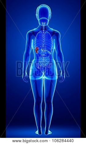 Female Spleen Anatomy