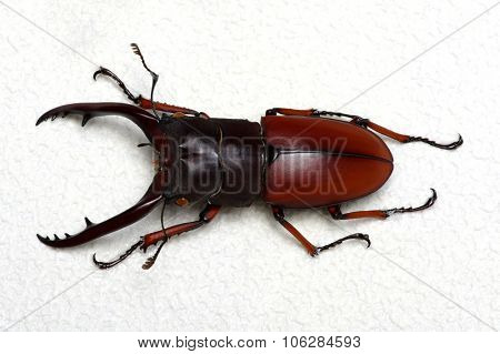 Stag beetle isolated on background