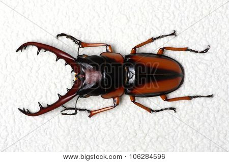 Stag beetle isolated on background