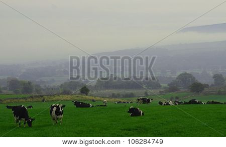 Cows In A Field Wenslydale Uk