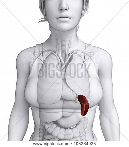 Female Spleen Anatomy