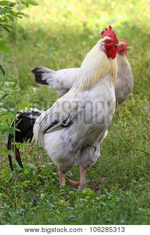 A Cock