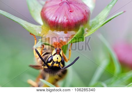Wasp On A Flower