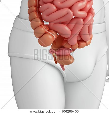 Female Urinary System