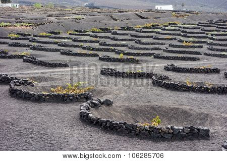 La Geria Ground Vineyards
