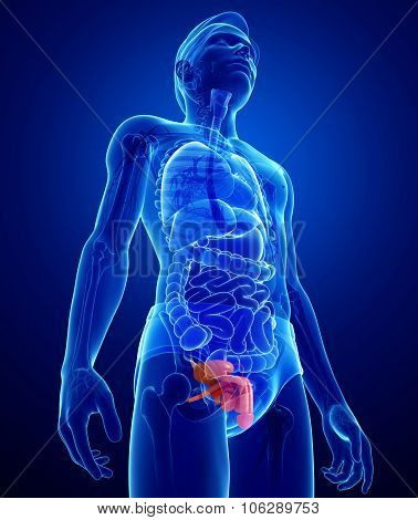 Male Urinary System