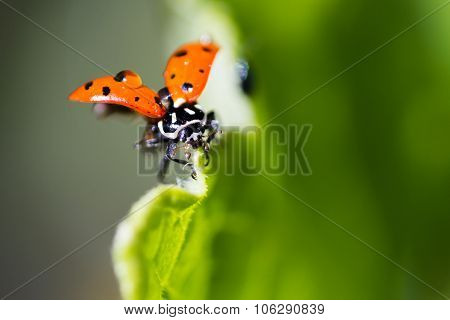 Ladybug Macro