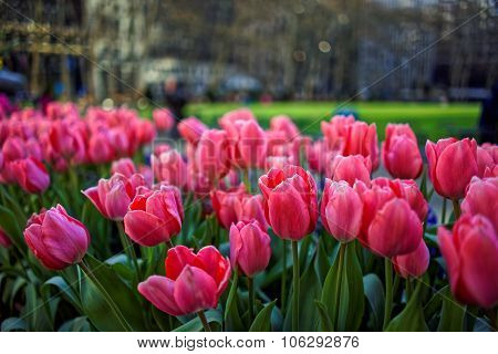 Vibrant Pink Tulips In Bloom