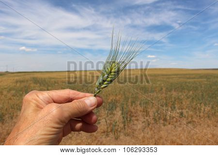 Wheat head held against field and sky