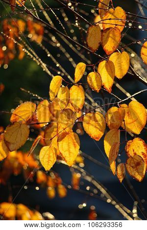 Backlit golden leaves with raindrops