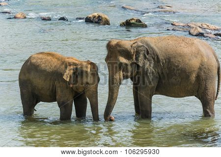 Elephants In Pinnawela Sri Lanka