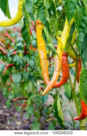 Red Chili Pepper On A Bed