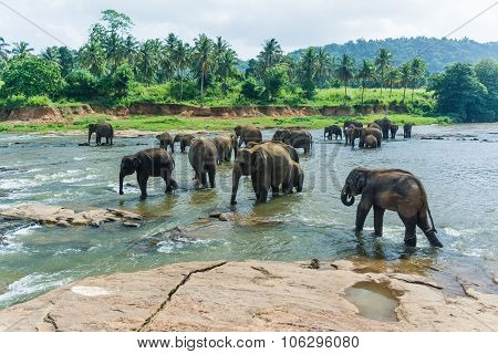 Elephants In Pinnawela Sri Lanka