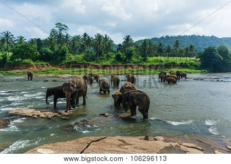 Elephants In Pinnawela Sri Lanka