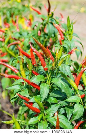 Red Chili Pepper On A Bed