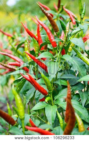 Red Chili Pepper On A Bed