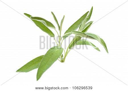 Green Sage Branch