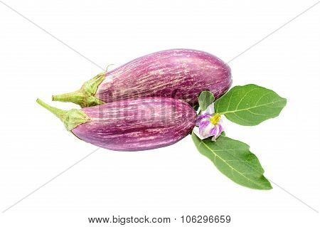 Two Eggplants Isolated On The White Background