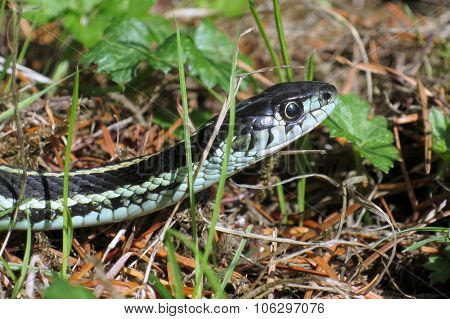 Puget Sound Gartersnake - Thamnophis sirtalis pickeringii