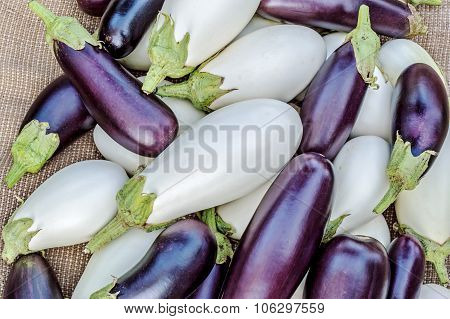 Ripe Eggplants