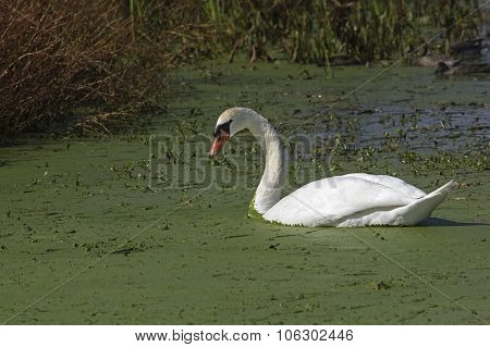 Mute Swan