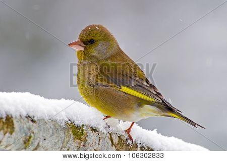 Greenfinch