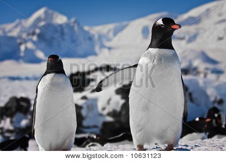zwei Penguins träumen