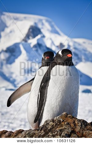 zwei Penguins träumen