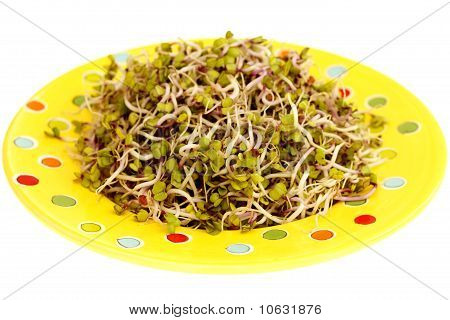 China Rose rabanete