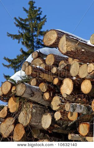 Stacked Logs With A Norway Spruce Tree