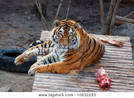 Tiger mit Fleisch