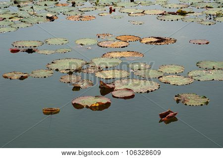 Giant Water Lilly Leaves Flowers And Flora Of The World