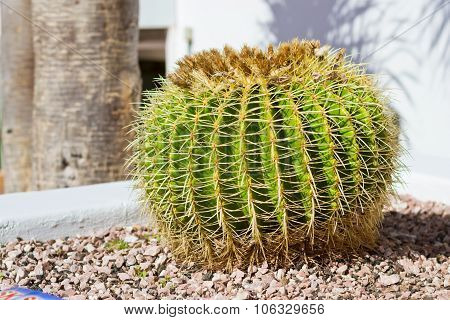 Huge Green Prickly Cactus In The Flower Bed, Tenerife, Canary Islands, Spain