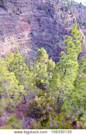 Pine Tree View