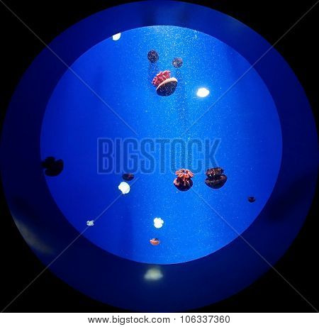Round aquarium with jellyfish