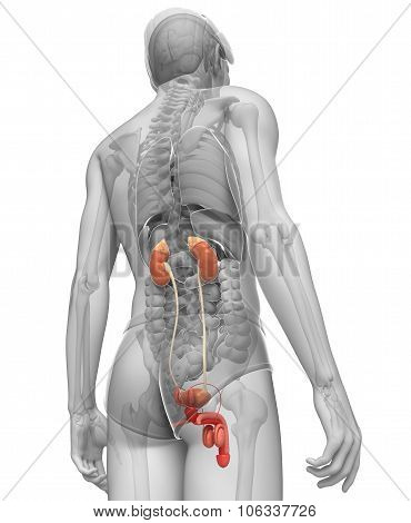 Male Urinary System