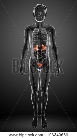 Male Urinary System