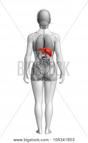 Female Liver Anatomy