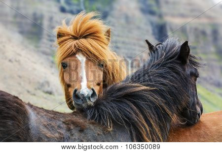 Two awesone horses love on the medow Iceland