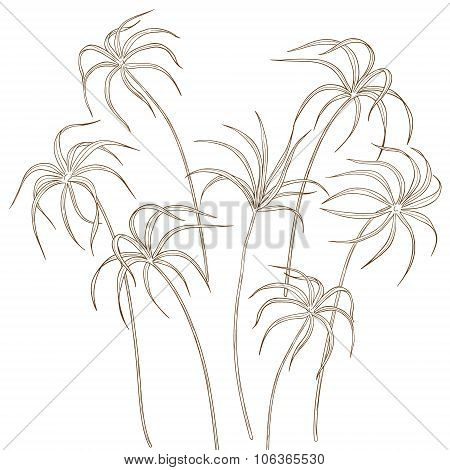 Tsiperus Leaves  Set