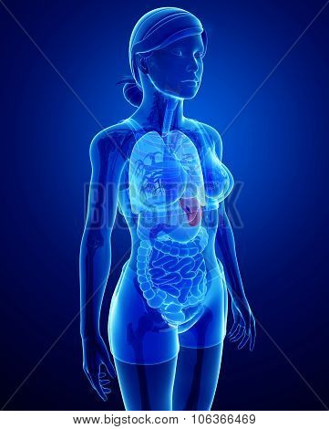 Female Spleen Anatomy