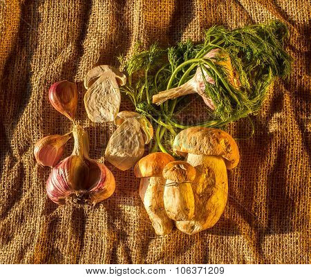 Boletus Mushrooms Still Life