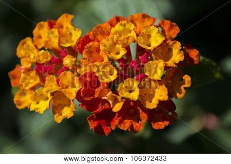 flor compuesta