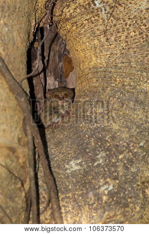 Tarsius Spectrum,tangkoko National Park, Sulawesi