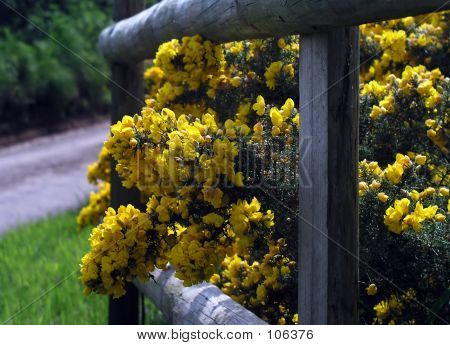Gorse Bush