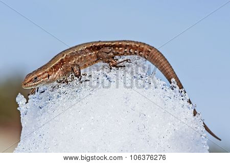 The fauna of Siberia - Sand lizard (Latin Lacerta agilis). Lizard after winter hibernation to spring