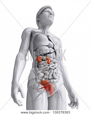 Male Urinary System