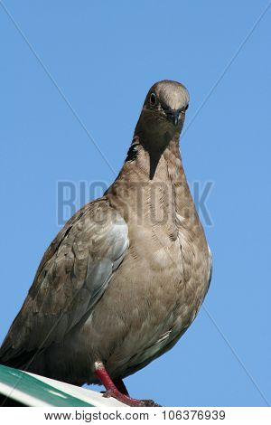 Silver grey dove on rooftop