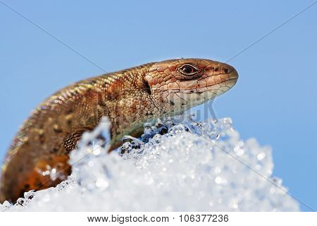 The fauna of Siberia - Sand lizard (Latin Lacerta agilis)