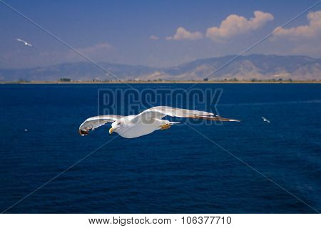 Feeding The Seagulls From The Ferry, Greece